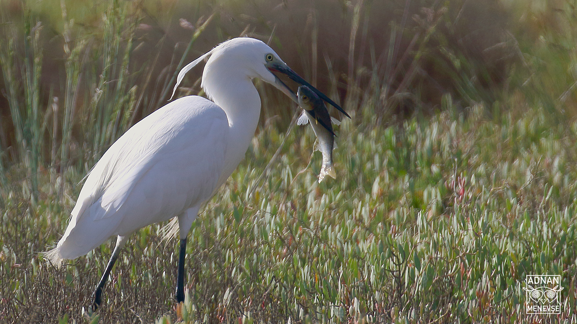 Little Egret
